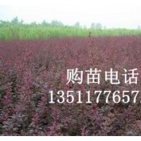 供應(yīng):紅葉小檗,金葉女貞,蜀檜,龍柏,連翹,迎春