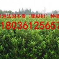 法國冬青 香櫞樹