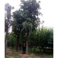 供應(yīng)15—60公分大規(guī)格皂角、皂角小苗