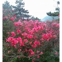 供應(yīng)杜鵑、映山紅、叢生杜鵑、盆景杜鵑、杜鵑樹樁