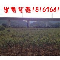 湖南紫薇樹