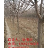 櫻花 價格