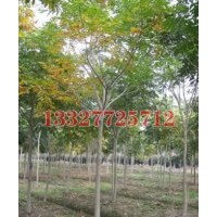 紅玉蘭苗木價格，紅玉蘭價格