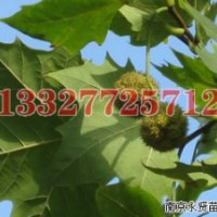 國槐苗木價格，國槐價格