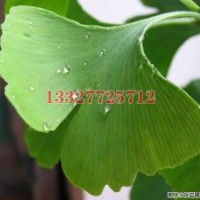 欒樹苗木價格，欒樹價格