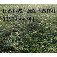 花椒苗出售、2年生花椒苗大量供應(yīng)