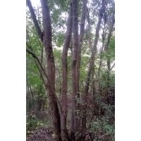 叢生三角楓
