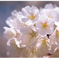 供應6-10公分櫻花樹