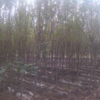 急出售樹(shù)形木槿3-5公分一萬(wàn)顆