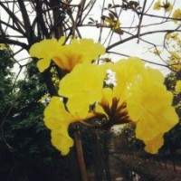 黃花風鈴