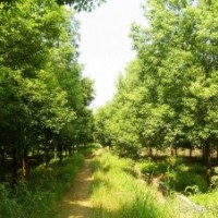 15公分移植香樟移植香泡樹