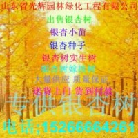專供銀杏樹