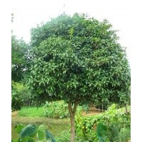 湖南香樟樹價格移植香樟樹骨架香樟樹價格