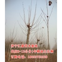 供應2014年山東濟寧1年帽法桐10,12公分法桐價格