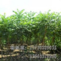 火炬樹價(jià)格，河北大量供應(yīng)火炬樹苗木