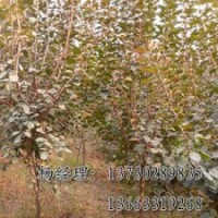 饅頭柳廠家，河北質(zhì)量好的饅頭柳