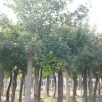 大量供應(yīng)各種規(guī)格北欒、五角楓、廣玉蘭、（紅、黃、白）玉蘭、山