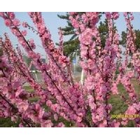 江蘇榆葉梅基地、江蘇賣榆葉梅、江蘇種植榆葉梅、江蘇叢生榆葉梅