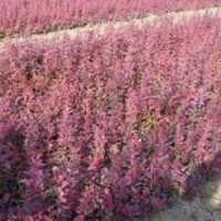 供應(yīng):紅葉小檗、金葉女貞，鋪地柏，連翹、迎春