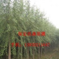 垂柳