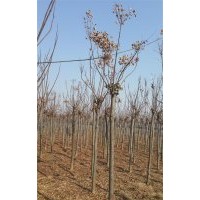石榴，枇杷，木瓜，苗圃現(xiàn)苗，櫻花，高桿紅葉石楠3公分。
