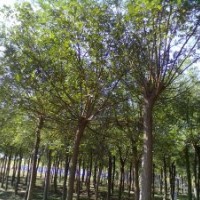【白臘】白蠟苗-千頭椿-毛白楊１０７楊-柳樹-國槐-法桐等苗