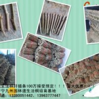 供應速生法桐扦插條 速生法桐 速生白蠟 北京欒 造型白蠟