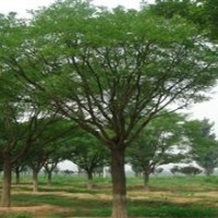 40公分國槐價格 50公分國槐價格