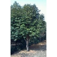 長期大量供應各種規(guī)格桂花