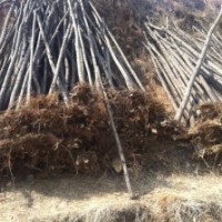 刺槐苗，2公分山杏苗，2公分山桃苗，椿樹(shù)苗，山楂苗，核桃苗