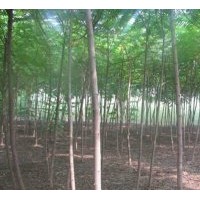 河北火炬樹(shù)