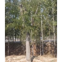 供應(yīng)30-50公分合歡
