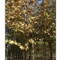 供應(yīng)10-20公分法桐