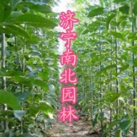 大量供應(yīng)白蠟苗15166722253