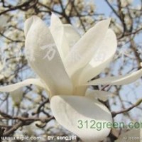 供應(yīng)廣玉蘭、（紫、黃、白）玉蘭