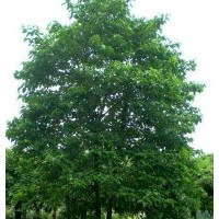 自家種植的桂花樹、欒樹、馬褂木、重陽木、喜樹和楓香樹