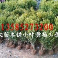 小葉黃楊（瓜子黃楊）、小葉黃楊苗、小葉黃楊球、小葉黃楊種子