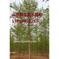 江蘇銀杏樹，山東銀杏銷售