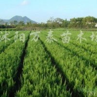 供應(yīng)北京檜、刺柏、塔柏、檜柏、蜀檜、龍柏
