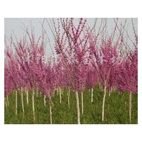 供應(yīng)紫荊、紫薇、紫葉李、高桿女貞