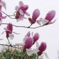 供應(yīng)龍柏、衛(wèi)矛、扶芳藤、金葉女貞、大葉黃楊、小葉黃楊