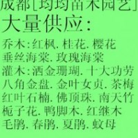 四川成都溫江梔子花 鴨腳木 紅繼木基地