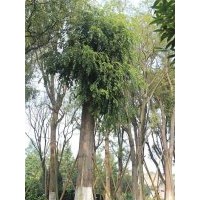 供應(yīng)樸樹(shù) 熟貨樸樹(shù) 移栽樸樹(shù)低價(jià) 成都萬(wàn)樹(shù)園林