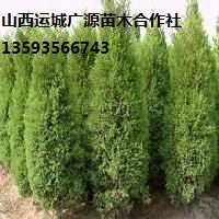 側(cè)柏出售、3米以上大量側(cè)柏低價(jià)供應(yīng)