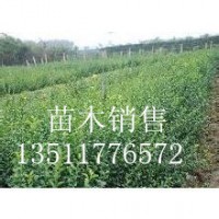 供應(yīng)：扶芳藤，衛(wèi)矛，大葉扶芳藤，小葉扶芳藤