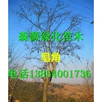 湖南哪里有7公分皂角價(jià)格-8公分皂角價(jià)格