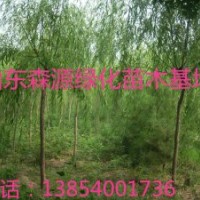 湖南哪里有7公分垂柳價(jià)格-8公分垂柳價(jià)格