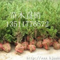 銷售:鋪地柏,地柏，爬地柏，地柏價格，地柏圖片