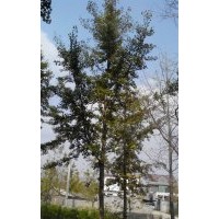長期供應(yīng)15公分銀杏實(shí)生樹