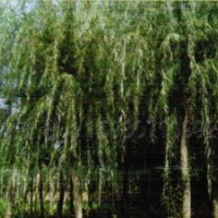河北柳樹(shù)供應(yīng)